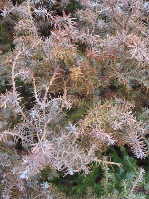 Chamaecyparis squarosa rameau